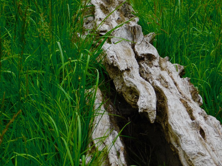 log in grass