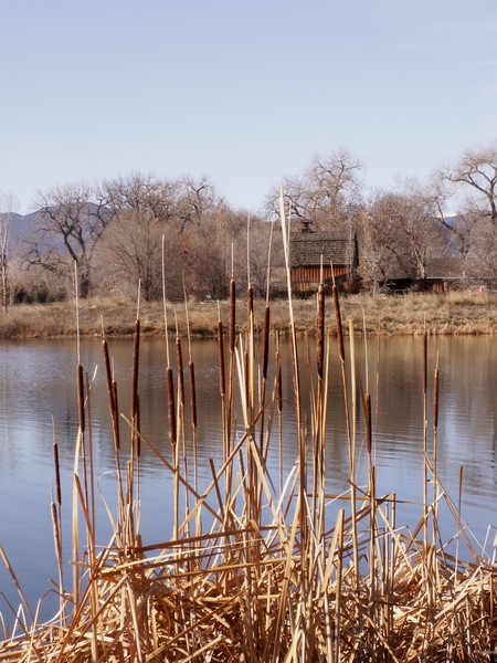 Cattails