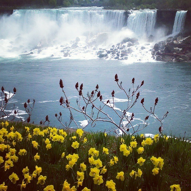 Daffodil Falls