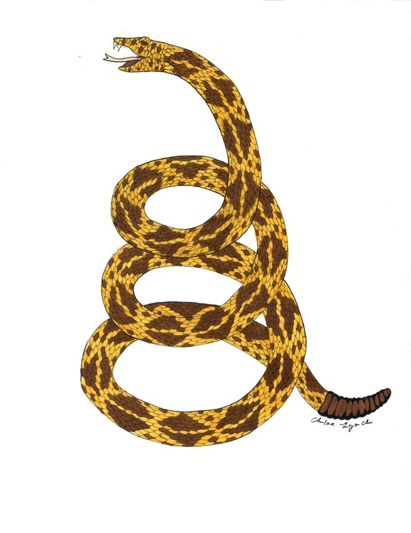Don't tread snake