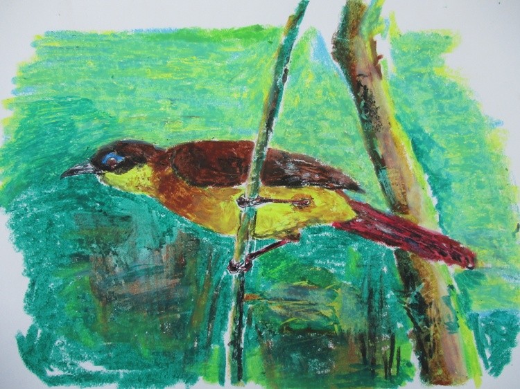 Red-tailed Bristlebill