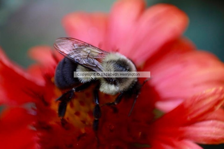 Bumble Bee