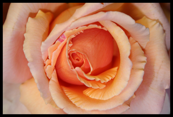 Rose Heart