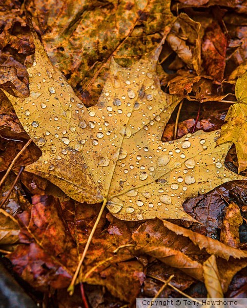 Autumn_2
