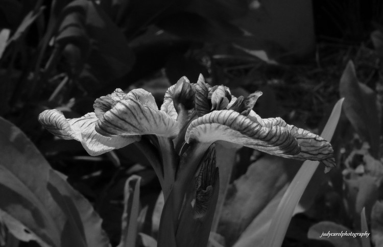 Blooming 5107-001