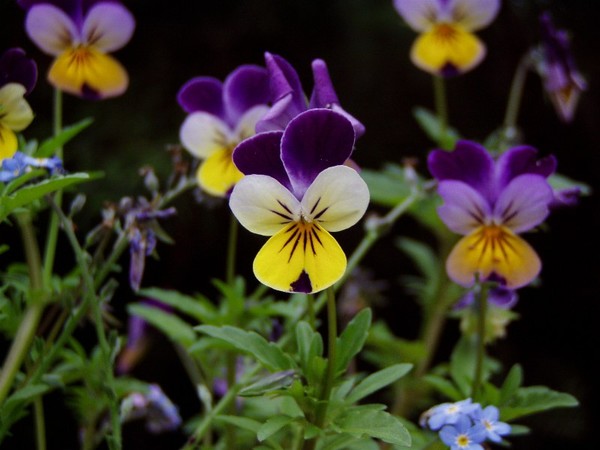 Viola!