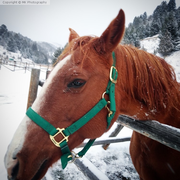 Horse