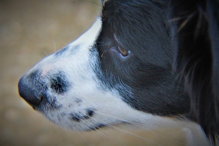 Roxie dog