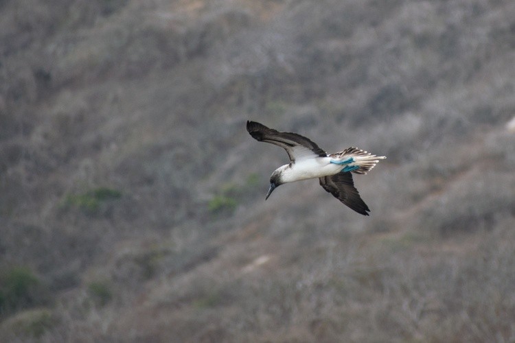 Flying Booby
