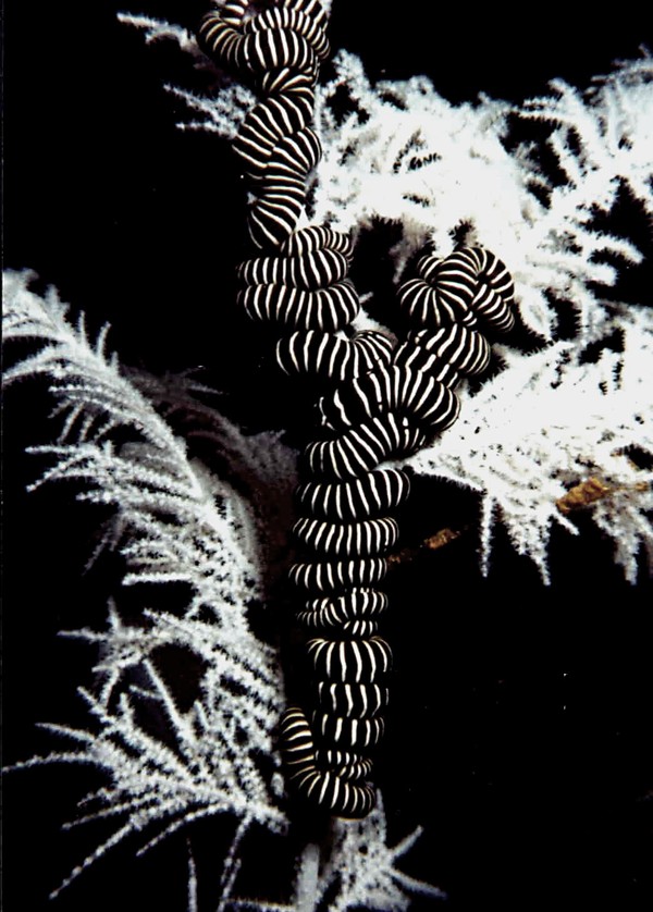 Sea Snake