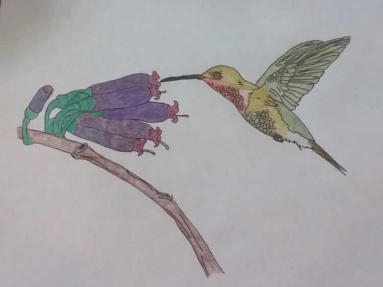 humming bird