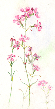 Pink carnations
