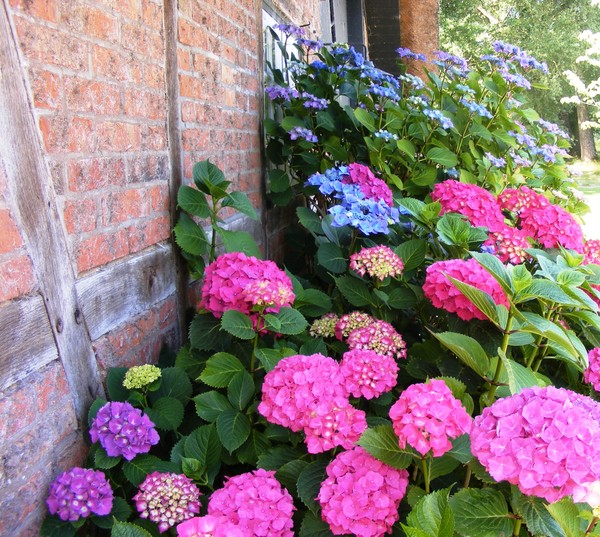 Hortensie on my wall