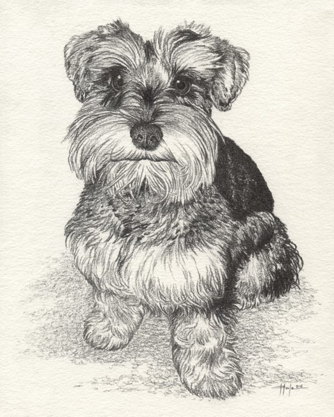 Scrappy - Schnauzer