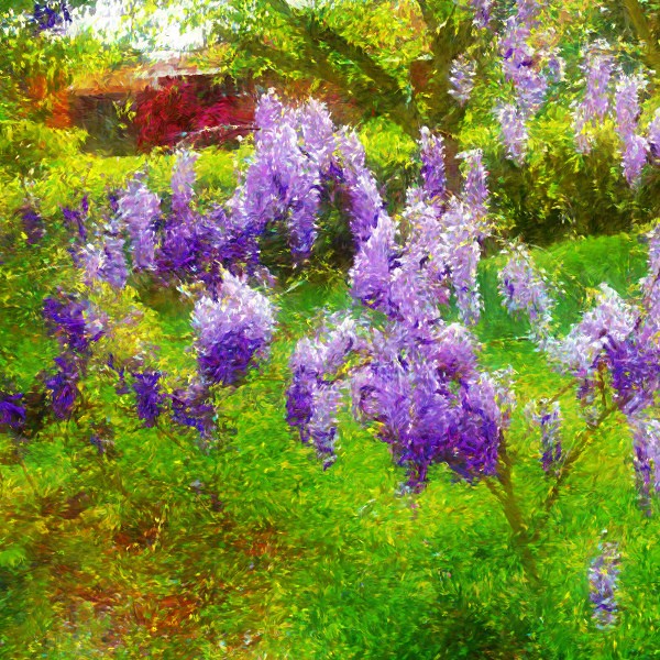 Trained Wisteria