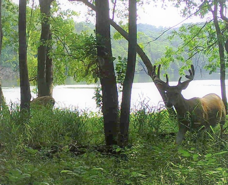 Old Buck