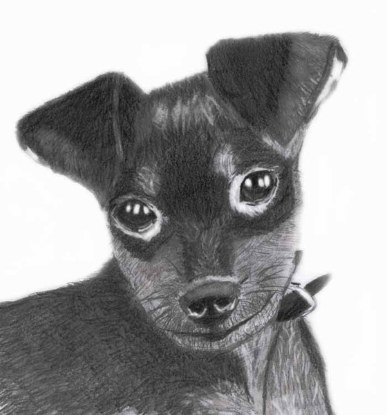 puppy eyes