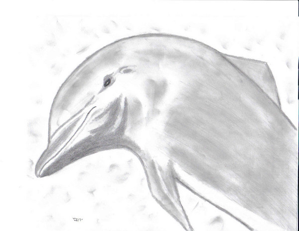 Dolphin in black and white