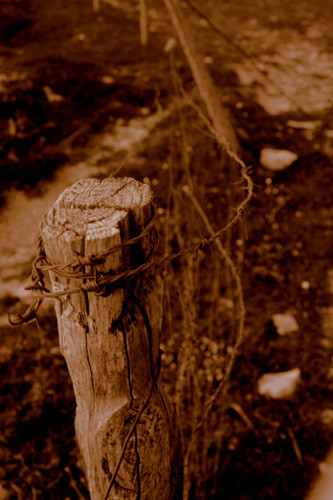 steelwood