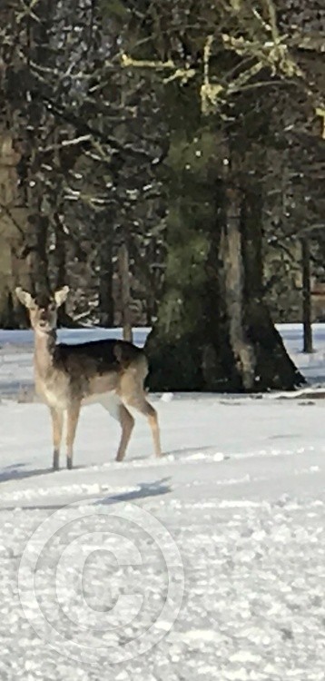 Standing Tall 