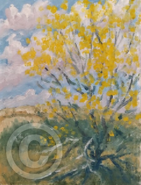 Palo Verde in Bloom