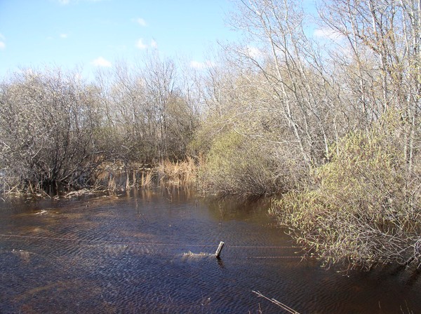 Slough Scape
