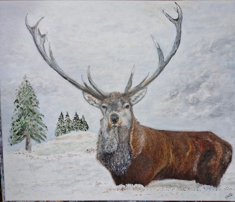 Highland Stag