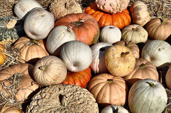 More Gourds and Pumpkins