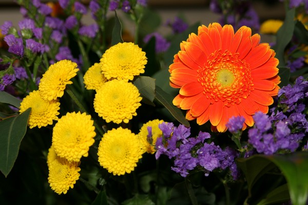 Orange Gerbera