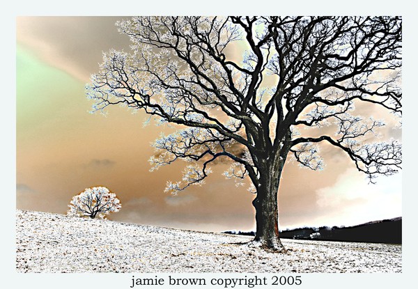 Solarized Winter Trees on the Hill