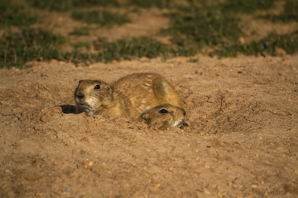 Oklahoma Prairie Dogs