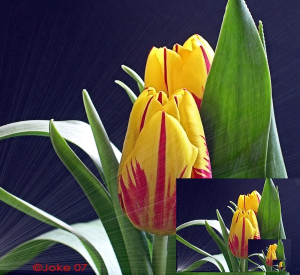 An Tulip