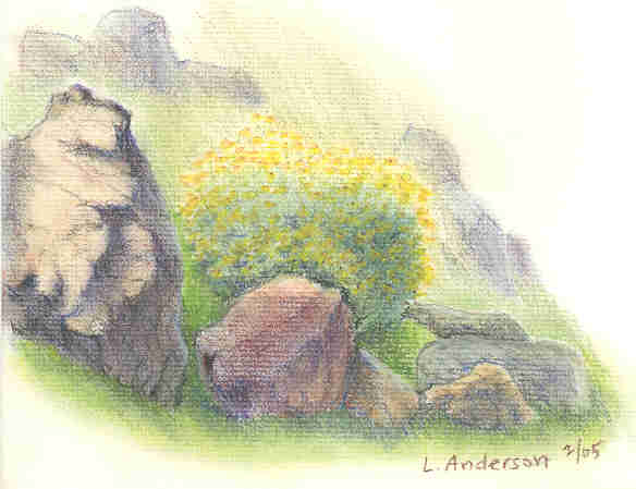 Brittlebush on the Rocky Hill