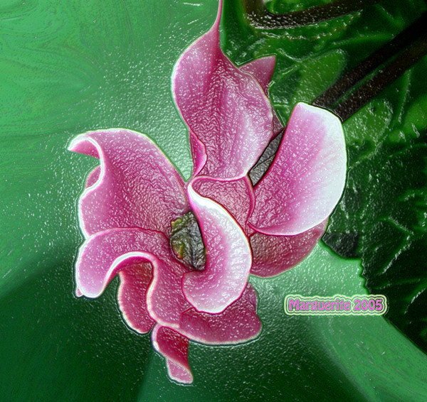 Single Cyclamen 3