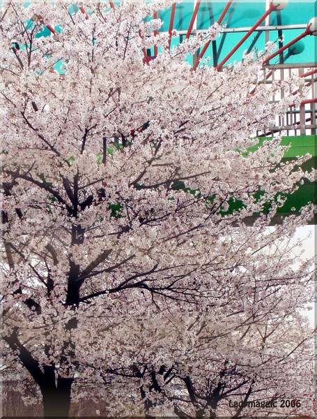 Cherry Blossom Time