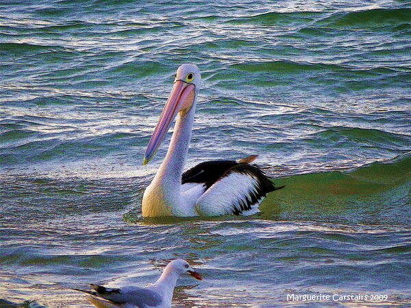 Pelican and the seagull