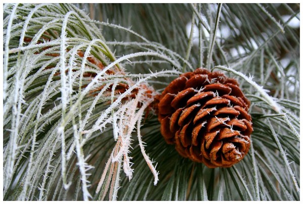 Frosty Pinecone