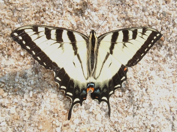 Fourth of July Butterfly