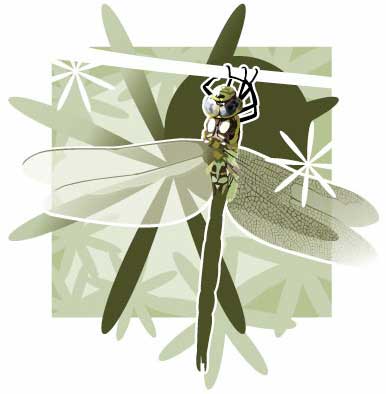 Dragonfly