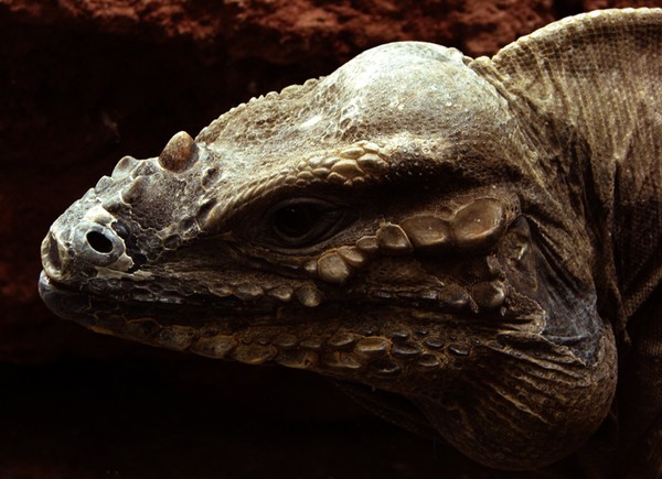 Lizards