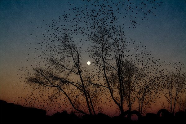 Flocking Birds