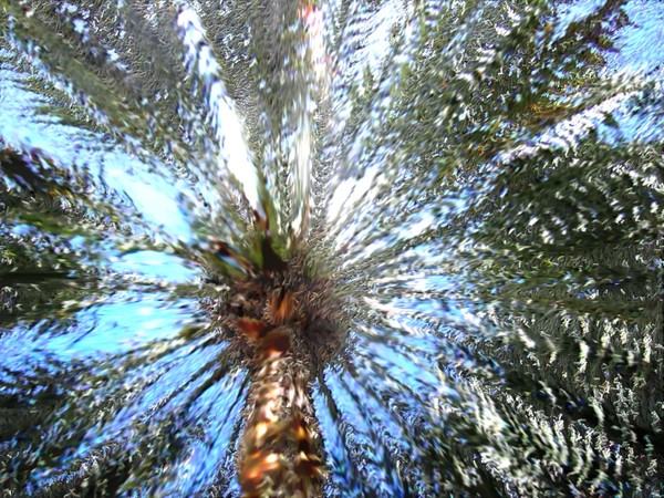 Palm Sun
