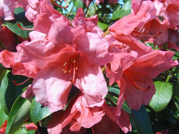 Pinkqueen