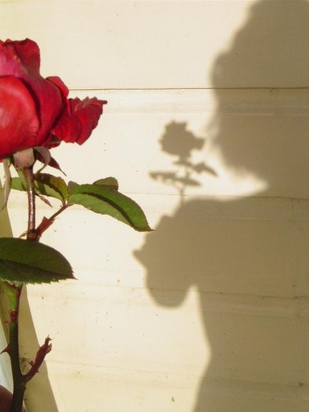 rose