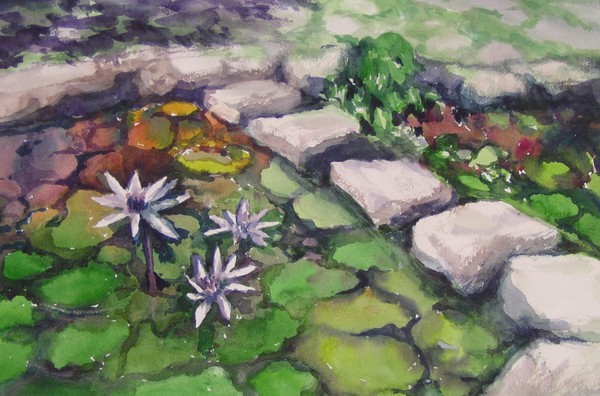 Lotus Pond