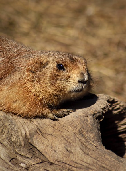 prairie dog