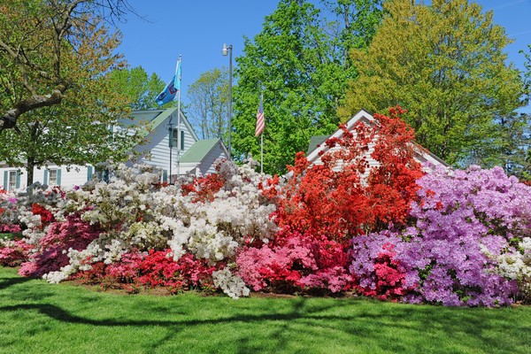 1600+  Azaleas