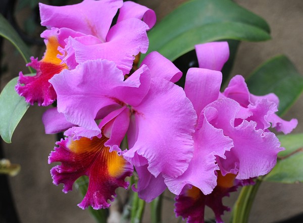 Beautiful Orchids