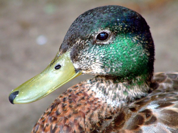 Mallard