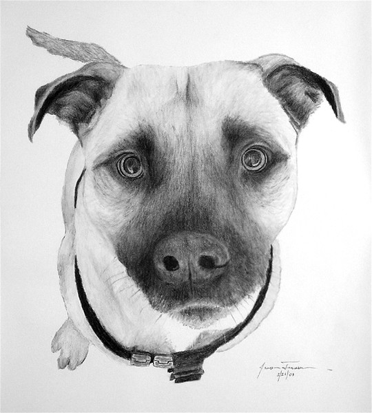 Portrait of a dog